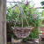 14Inch Rattan Hanging Basket(1) 14Inch Rattan Hanging Basket(1)